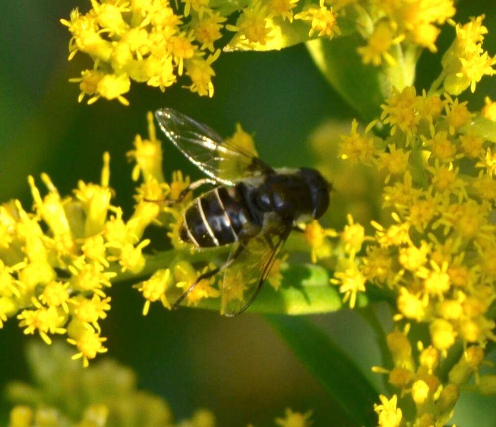 Image of Eristalis dimidiata Wiedemann 1830