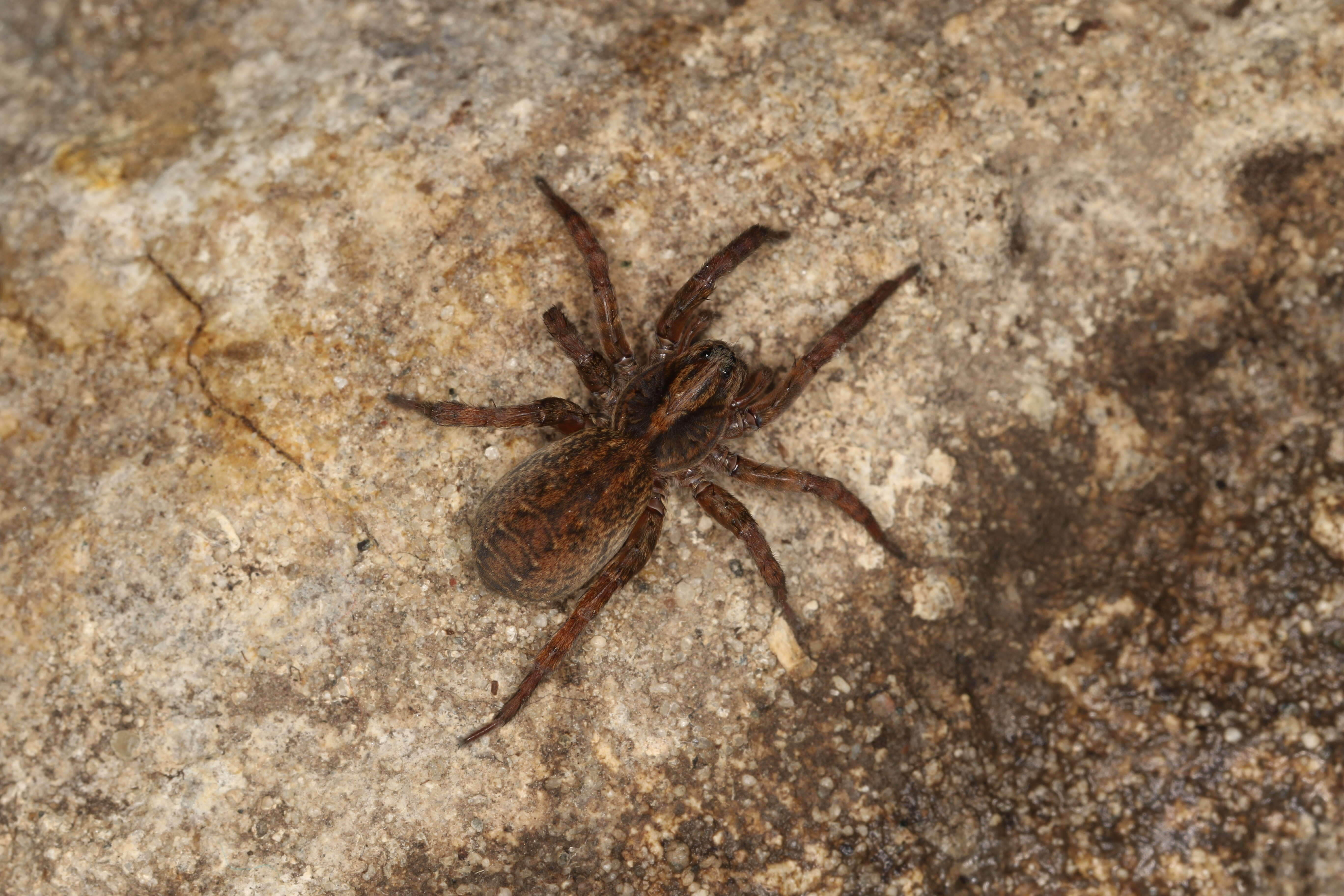 Image of Spider