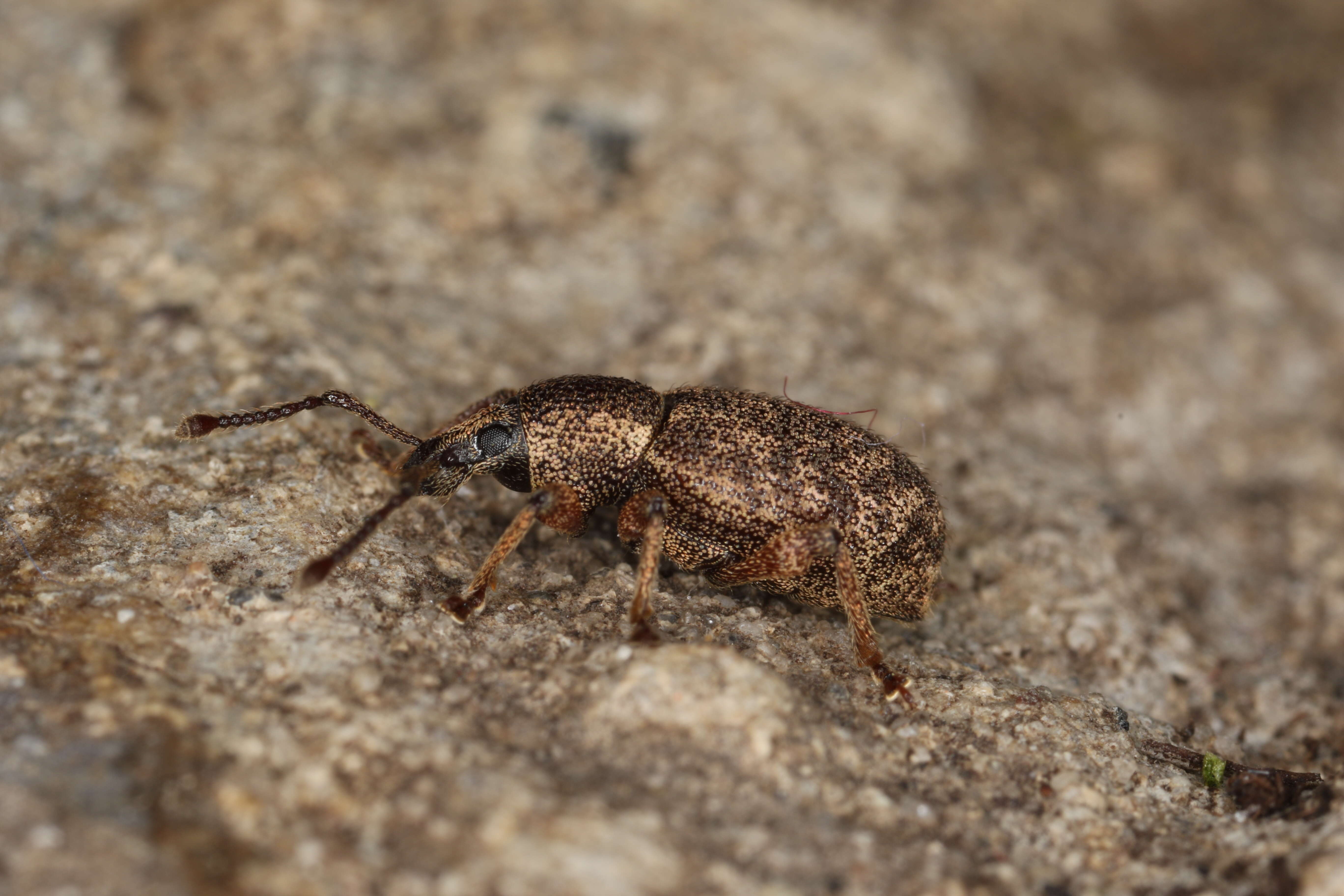 Image of Otiorhynchus (Nihus) singularis (Linnaeus 1767)