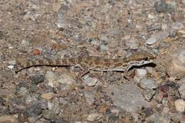 Image of Baiuch Rock Gecko