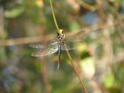 Image of Fine-lined Emerald