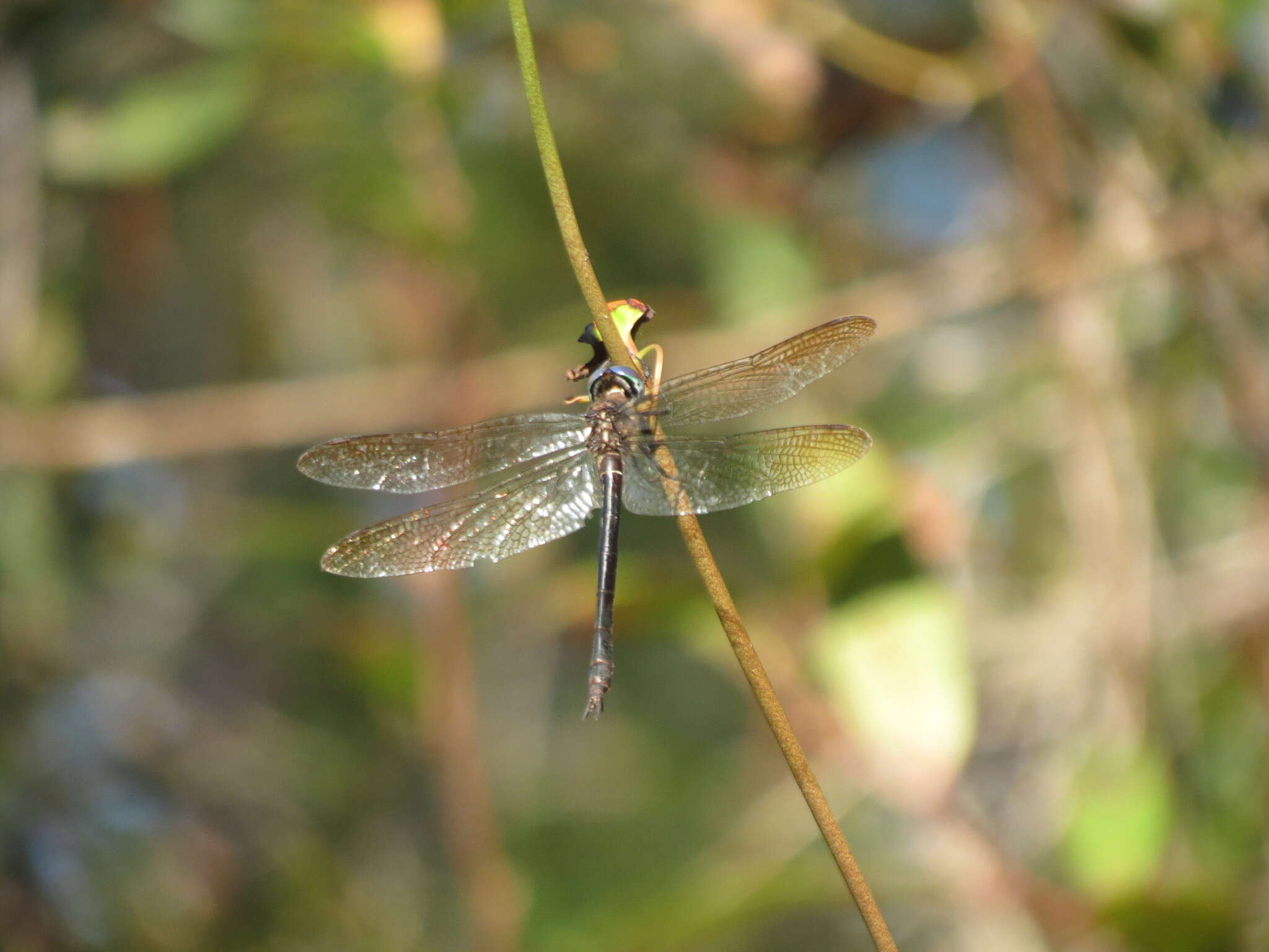 Image of Fine-lined Emerald