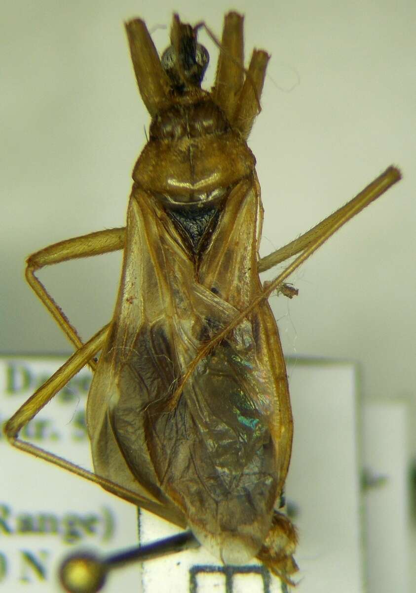 Image of Reduvius testaceus (Herrich-Schaeffer 1848)