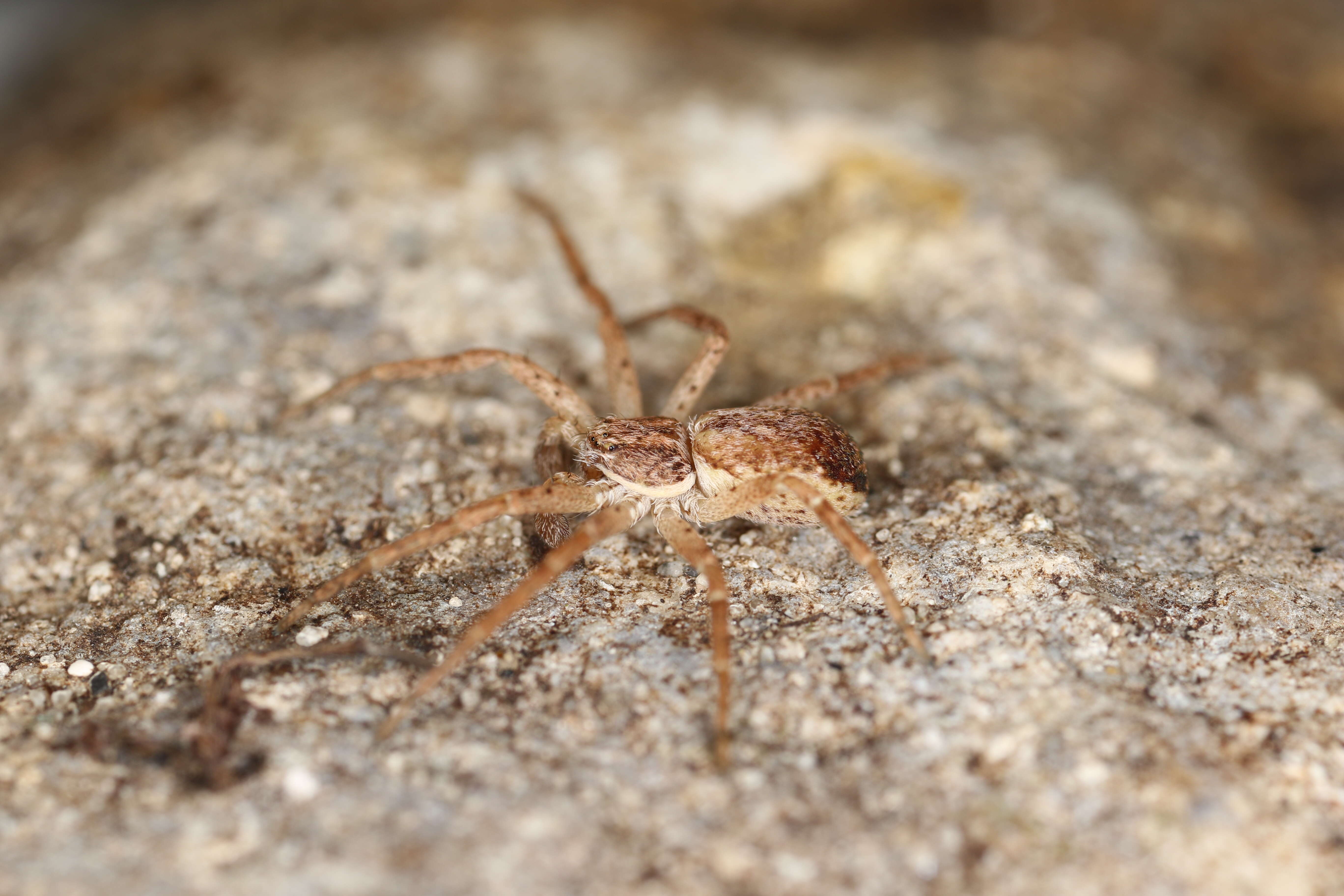 Image of Philodromus dispar Walckenaer 1826