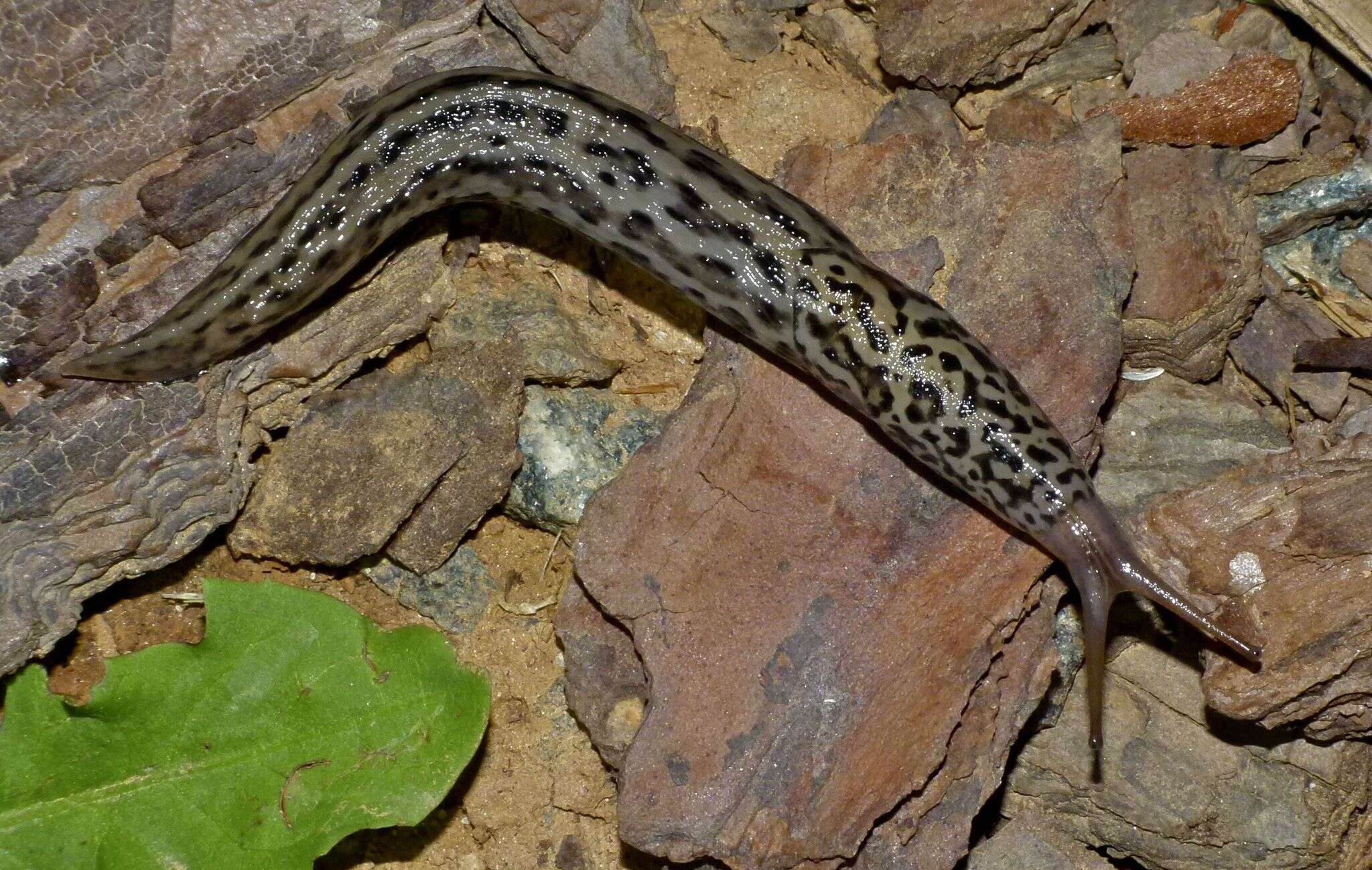 Limax Linnaeus 1758 resmi