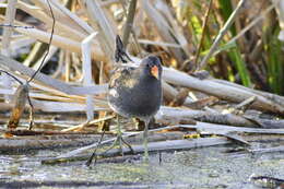 Image of Spotted Crake