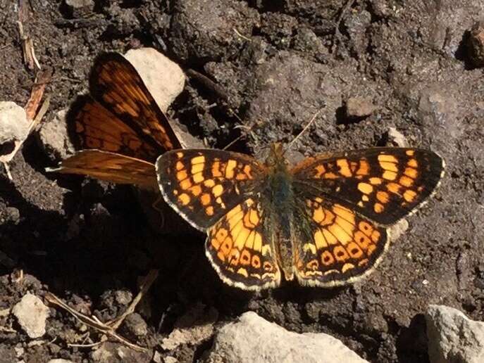 Image of Phyciodes pulchella montana (Behr 1863)