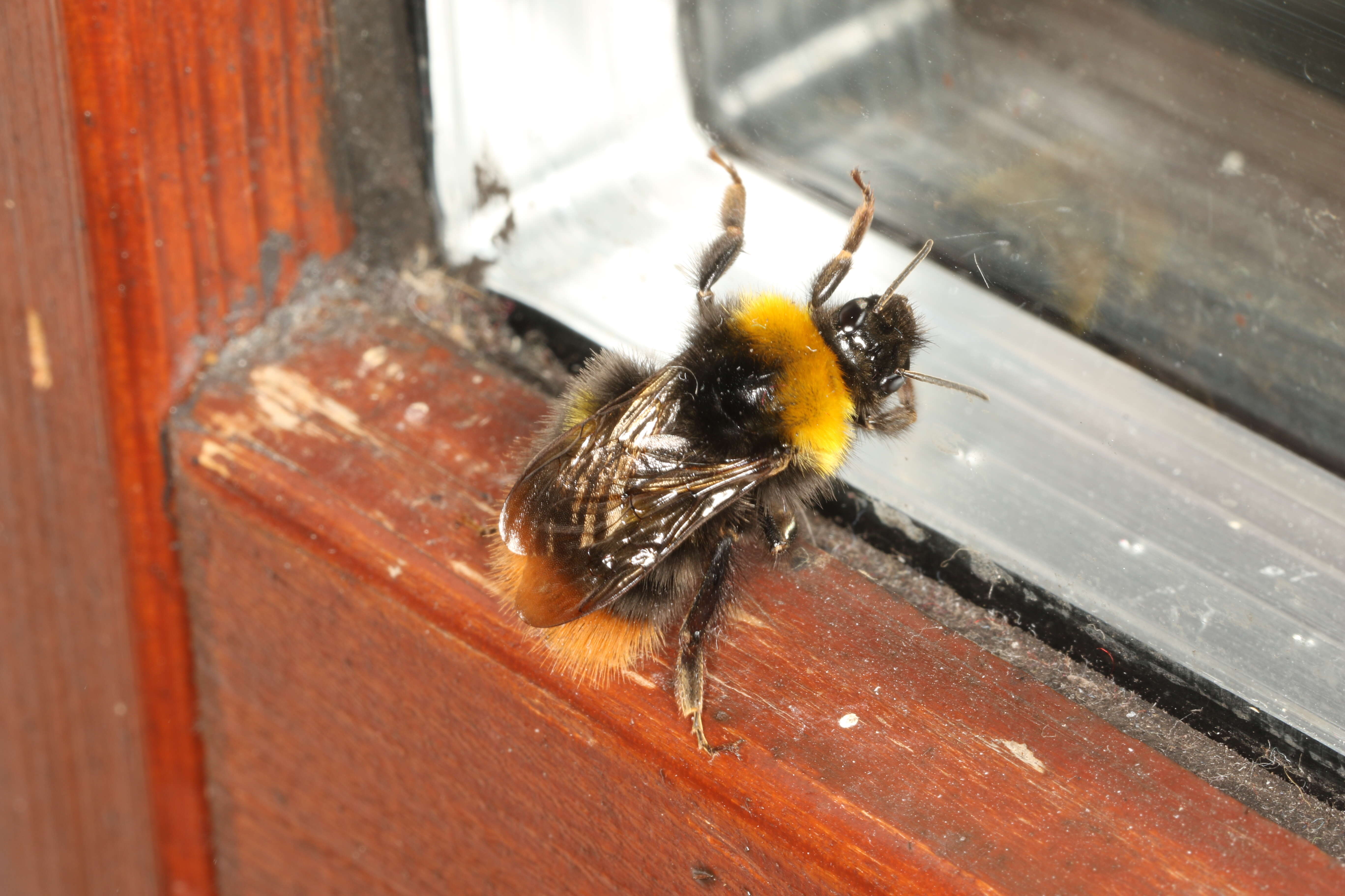 Plancia ëd Bombus pratorum (Linnaeus 1761)