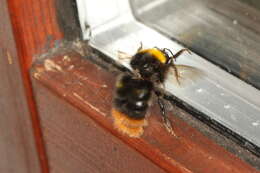 Image of Early bumblebee