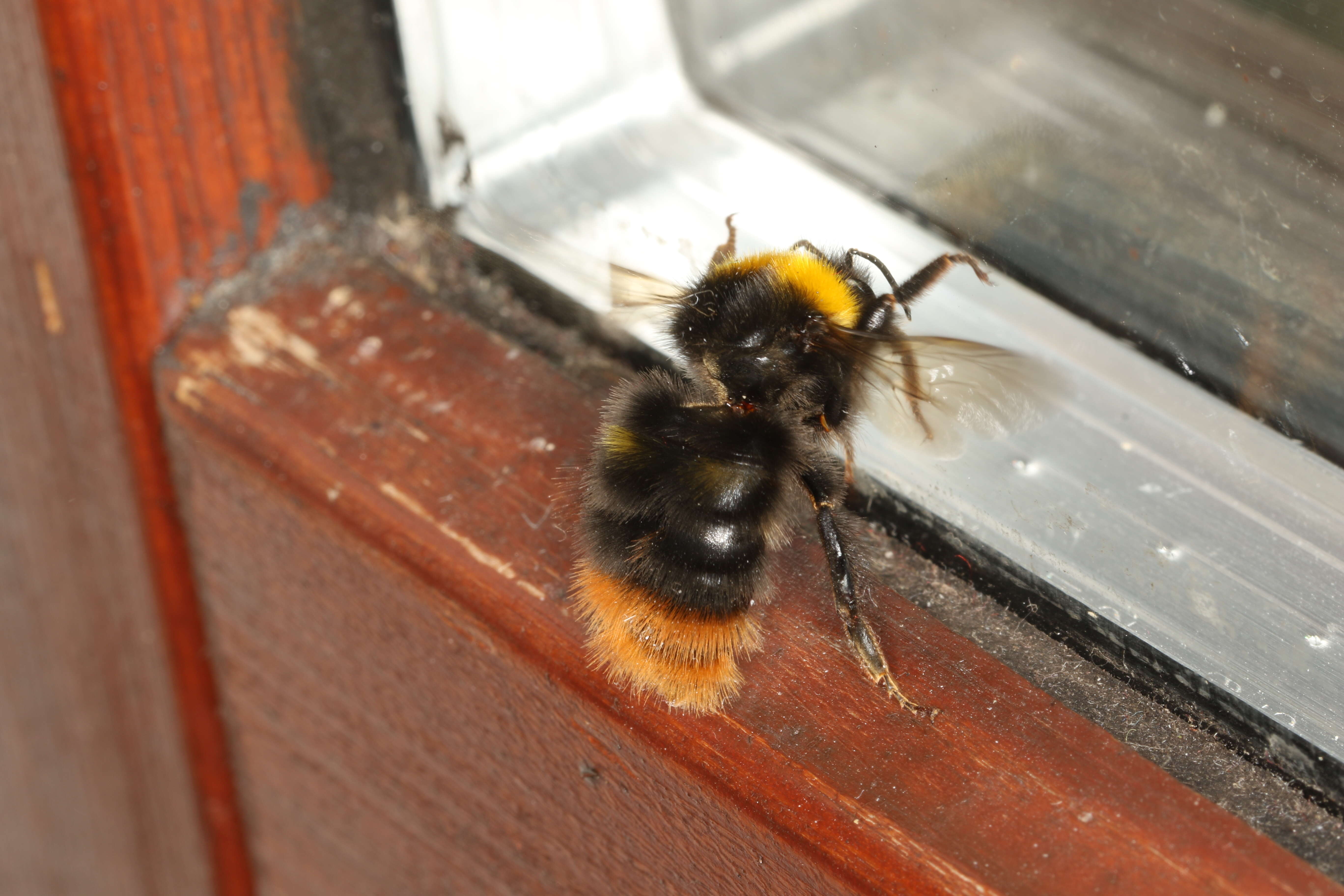 Image of Early bumblebee