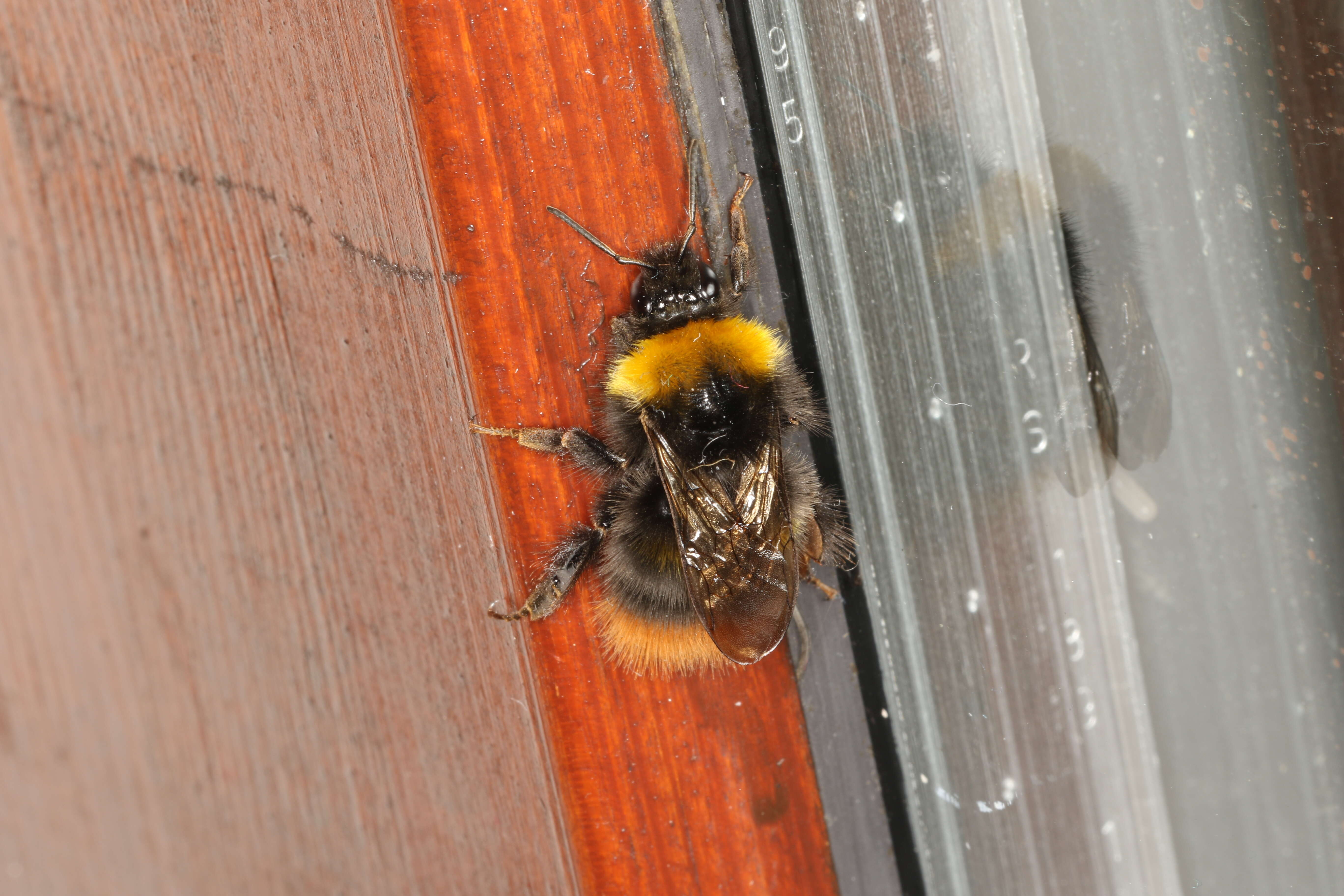 Plancia ëd Bombus pratorum (Linnaeus 1761)