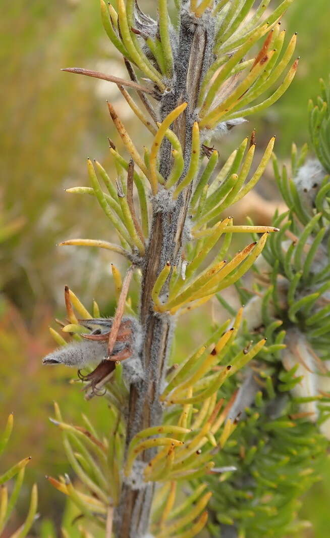 Plancia ëd Aspalathus acanthes Eckl. & Zeyh.