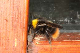 Plancia ëd Bombus pratorum (Linnaeus 1761)