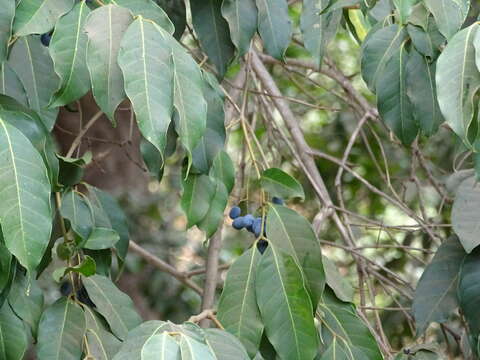 Image of Olea dioica Roxb.