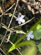 Streptocarpus polyanthus subsp. comptonii (Mansf.) Hilliard resmi