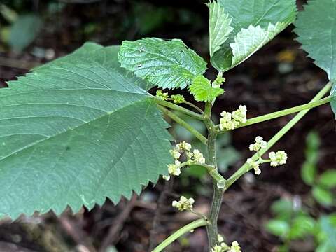 Image of Laportea peduncularis (Wedd.) Chew