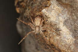 Image of Philodromus dispar Walckenaer 1826