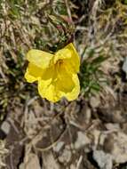 Imagem de Oenothera stricta Link