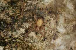 Image of Philodromus dispar Walckenaer 1826