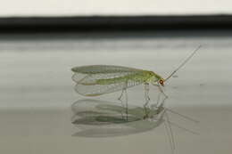 Image of Common green lacewing