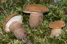 Imagem de Tylopilus ferrugineus (Frost) Singer 1947