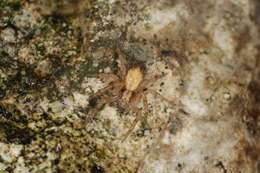 Image of Philodromus dispar Walckenaer 1826