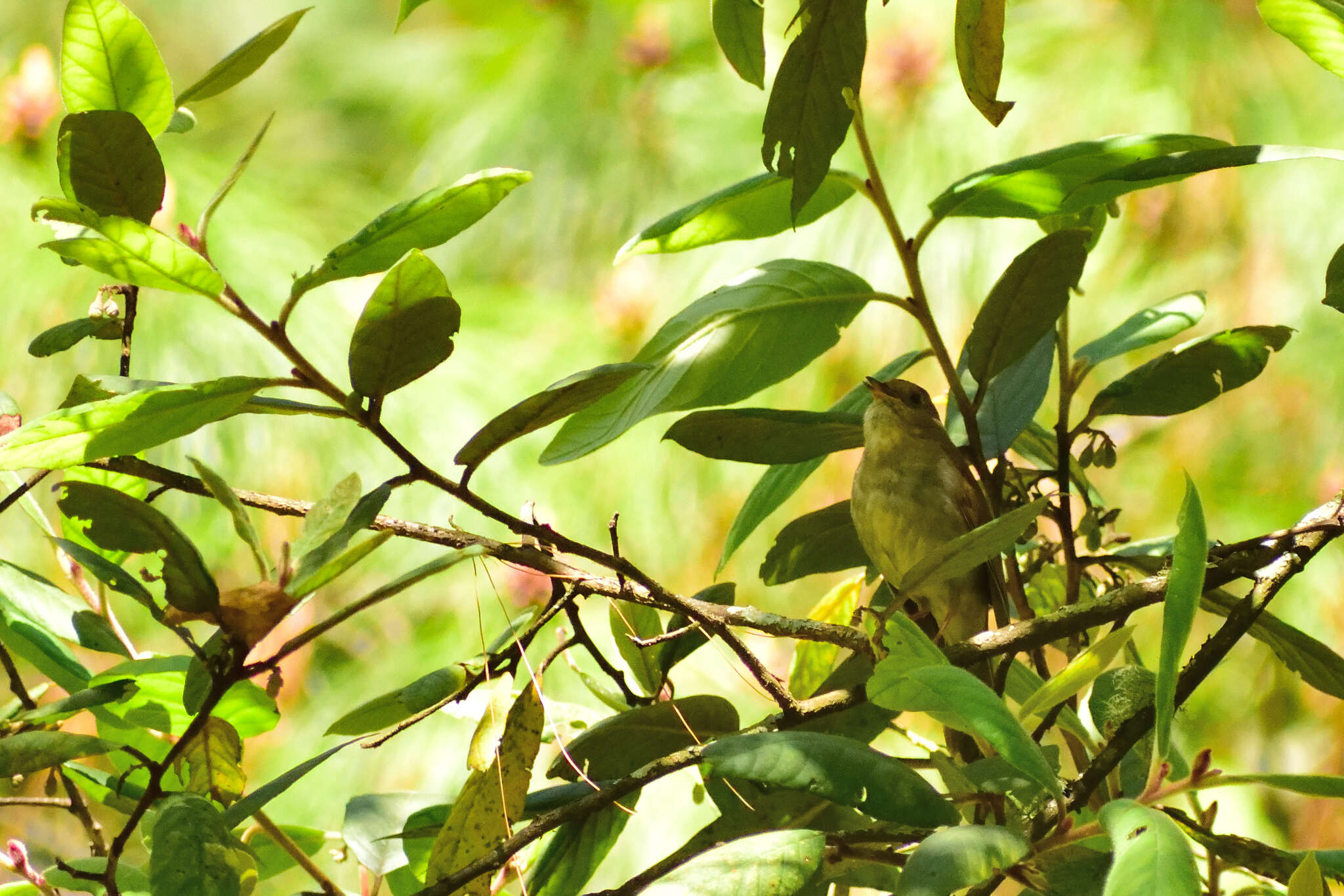 Catharus occidentalis Sclater & PL 1859 resmi