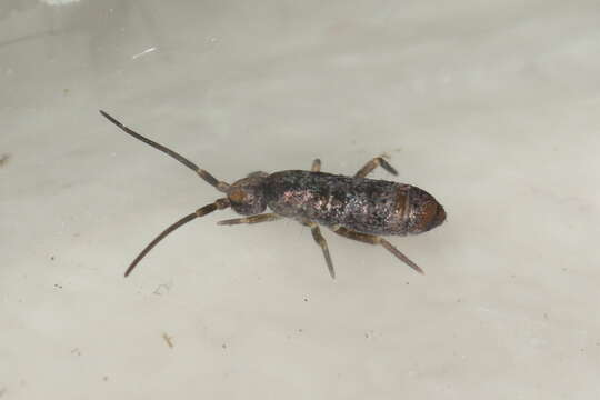 Image of Springtail