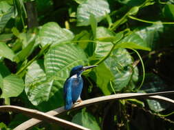 صورة Alcedo coerulescens Vieillot 1818