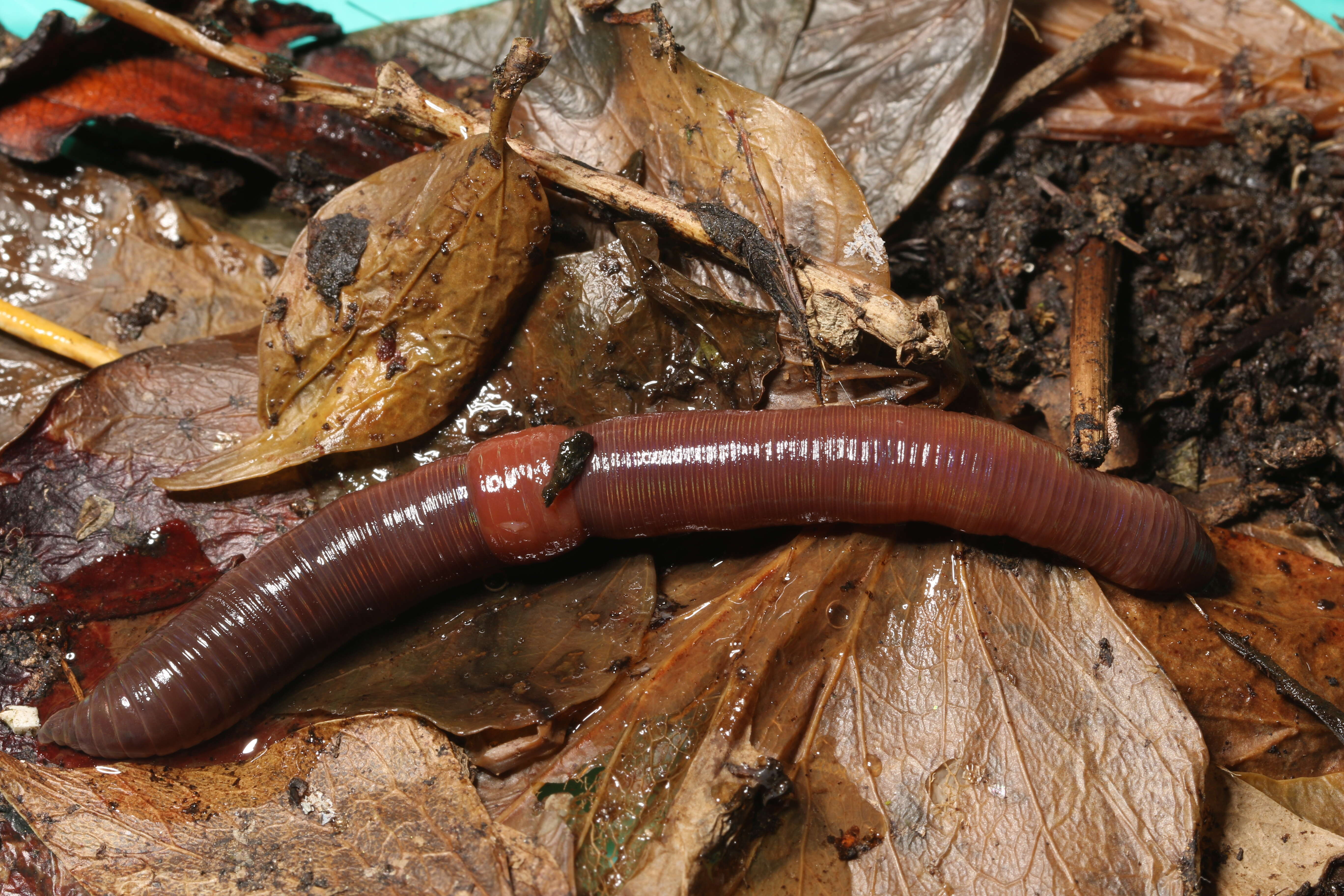 Image of Earthworm