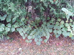 Image of Littleleaf Linden