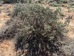 Imagem de Eremophila rotundifolia F. Muell.