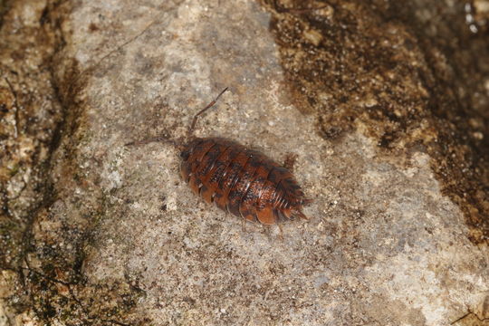 Image of Porcellio