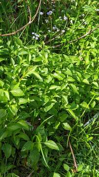 Image of Cape Sable whiteweed