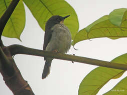 Image of Gosling's Apalis