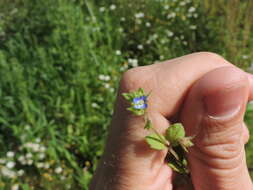 Image of Veronica opaca Fries