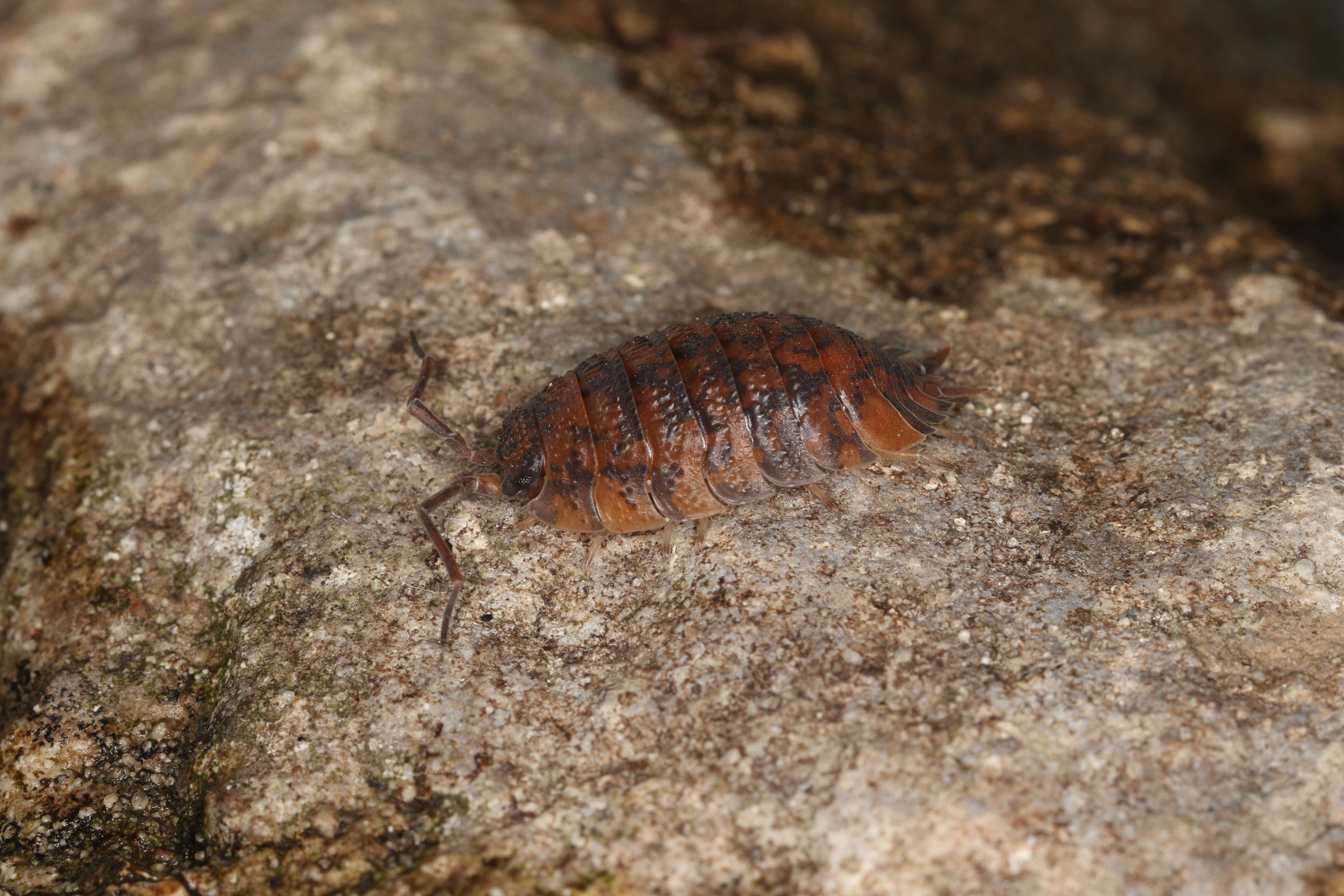 Image of common rough woodlouse