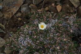 Image of crenulate mountain-avens