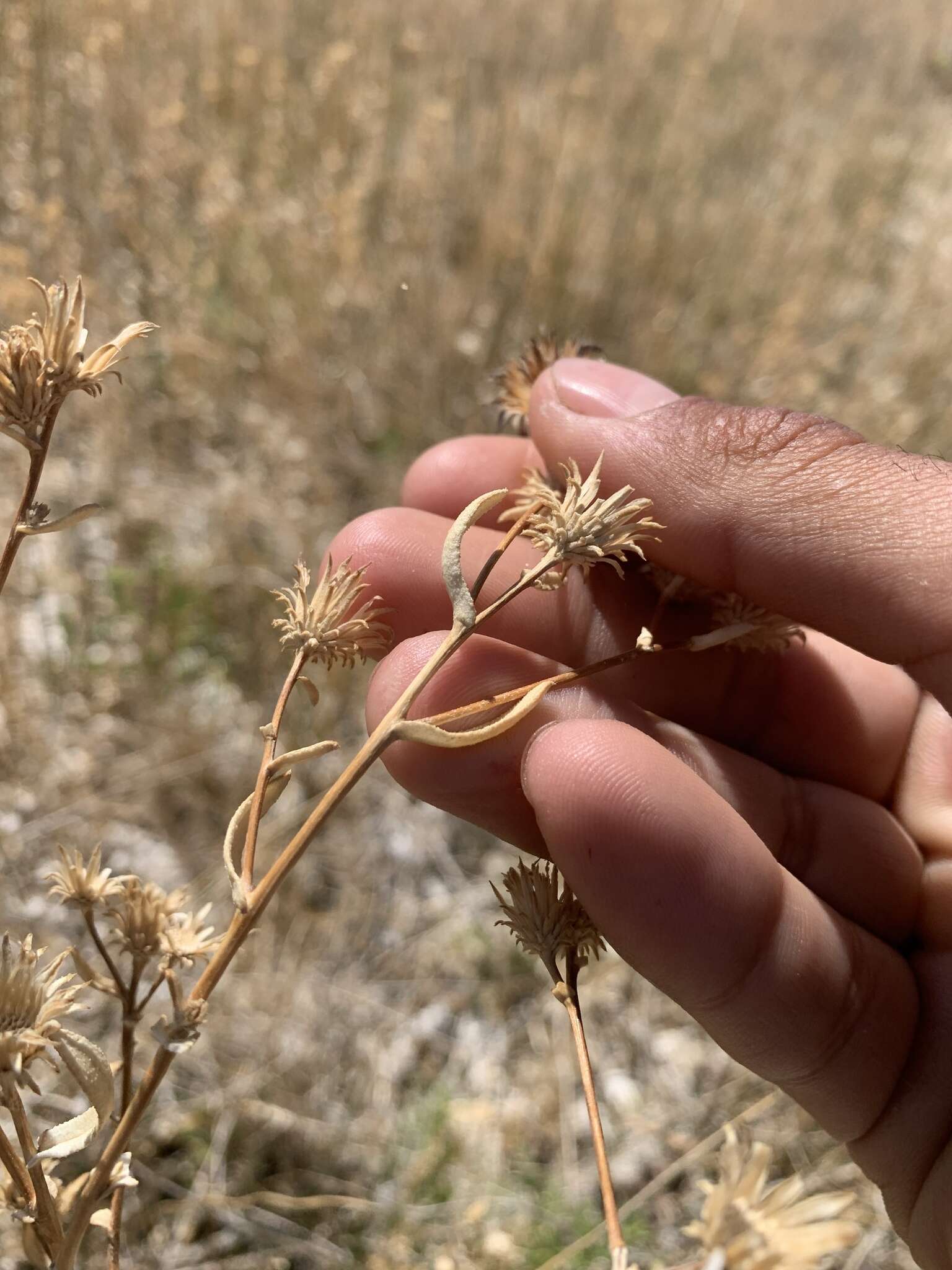 Image of Ash Meadows Gumweed