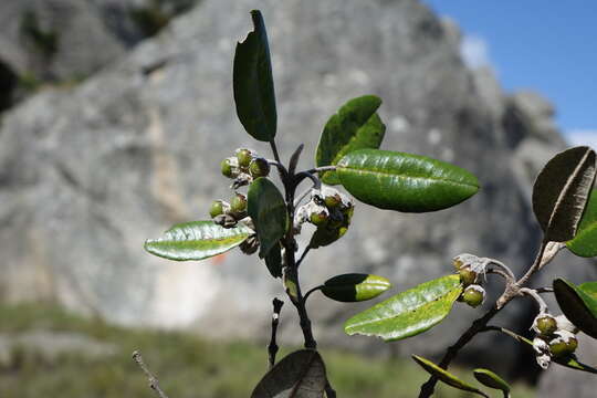 Imagem de Vitex betsiliensis Humbert