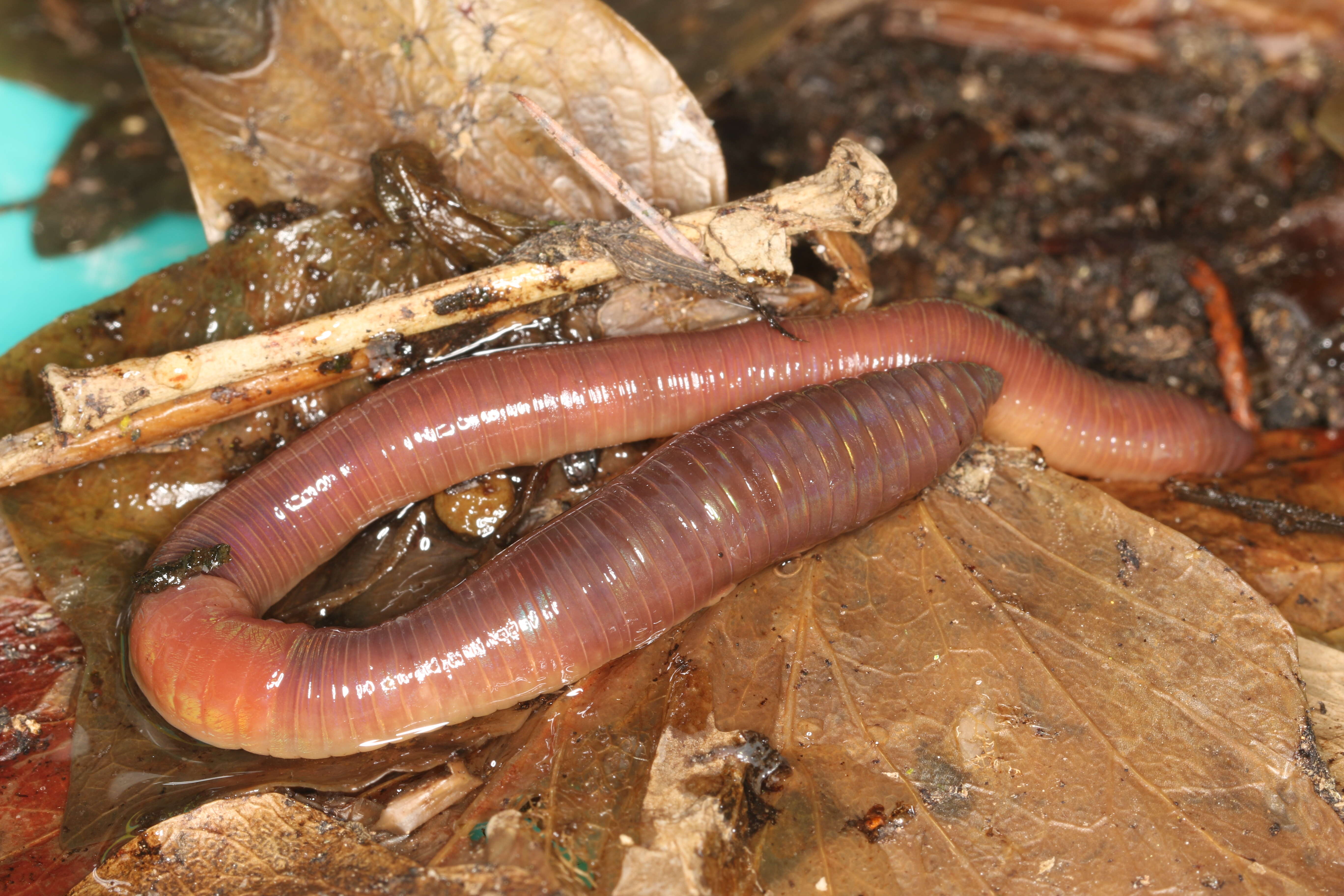 Image of earthworms