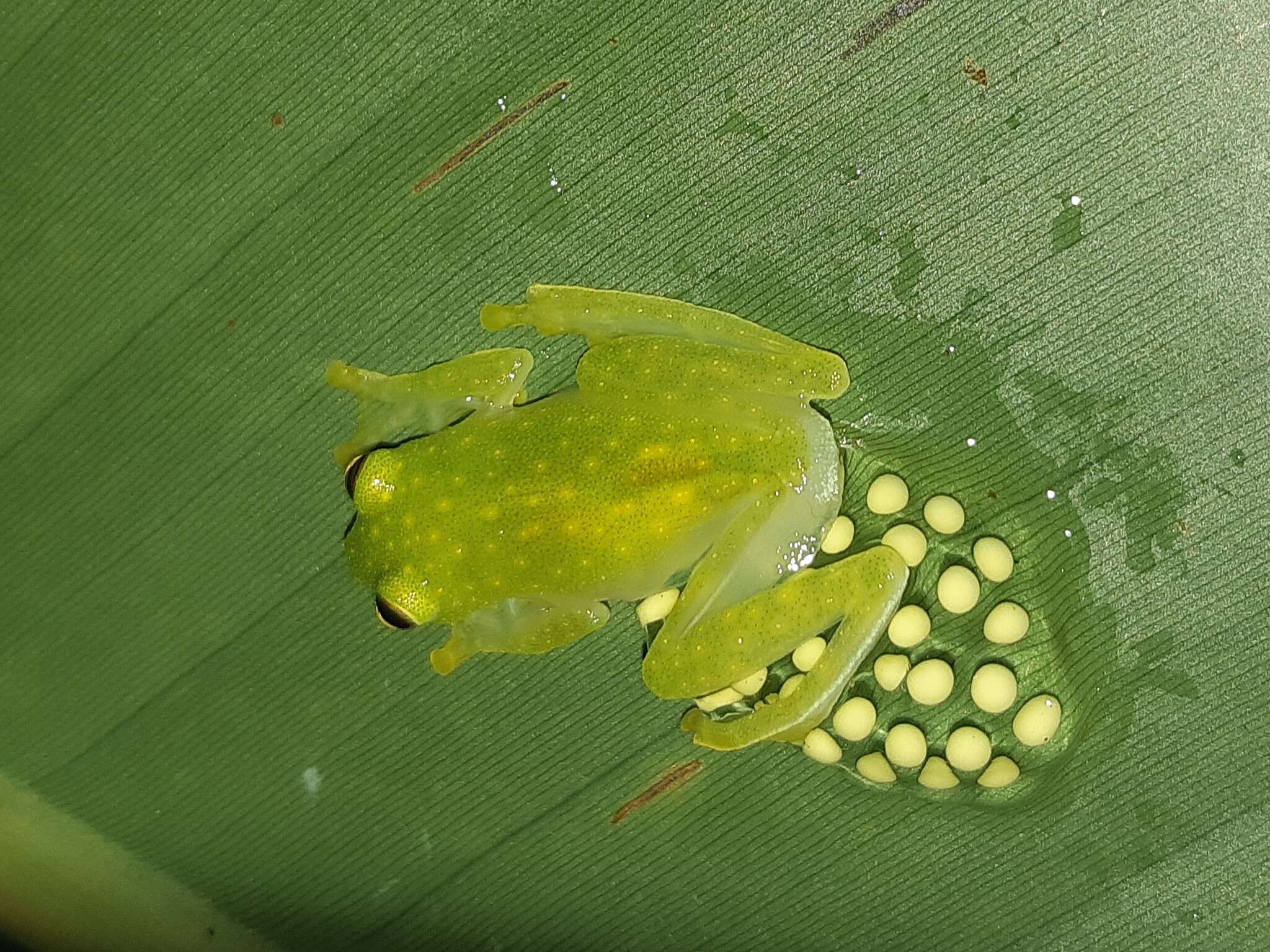 Image de Hyalinobatrachium tatayoi Castroviejo-Fisher, Ayarzagüena & Vilà 2007