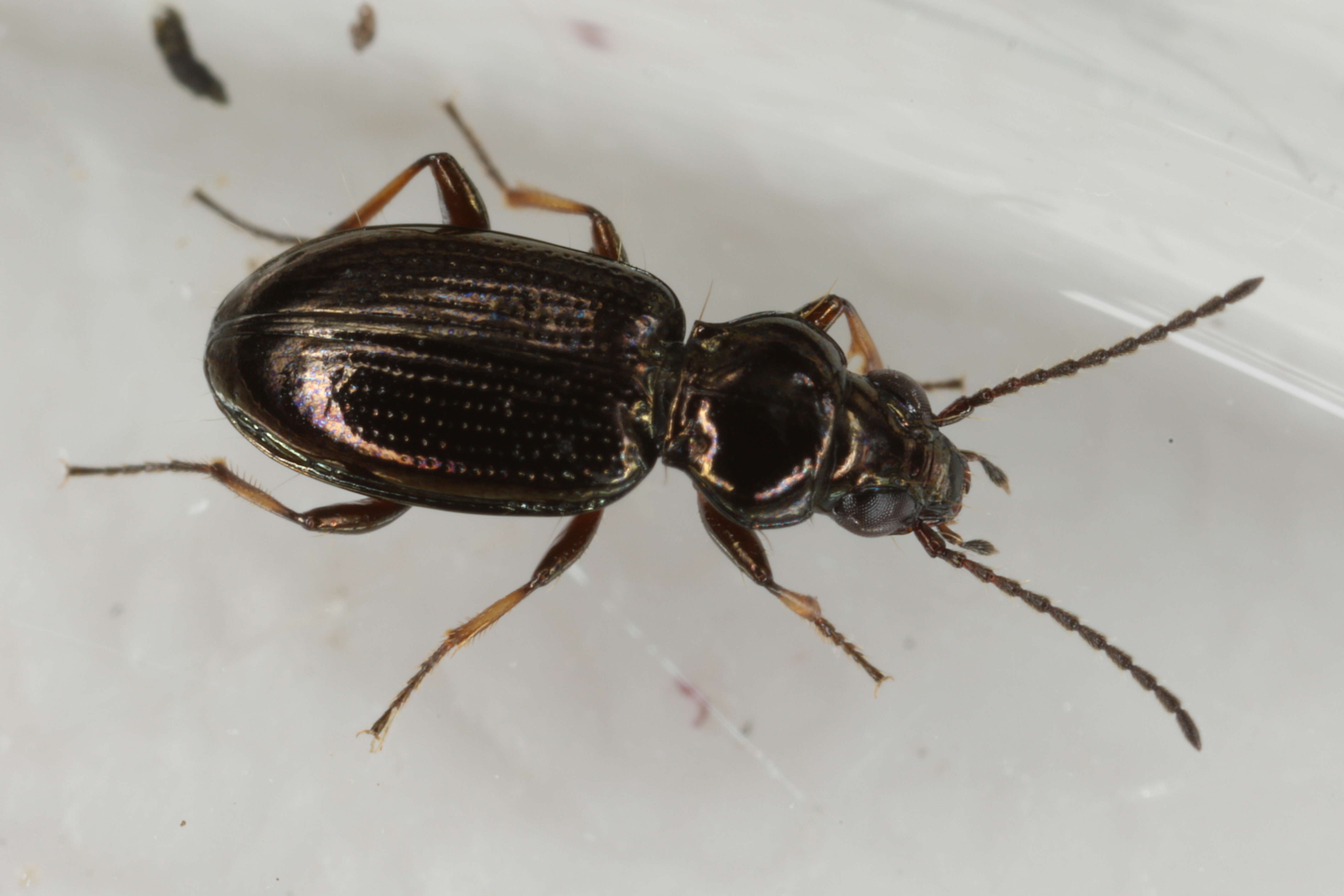 Image of Carabidae