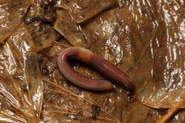 Image of red earthworm