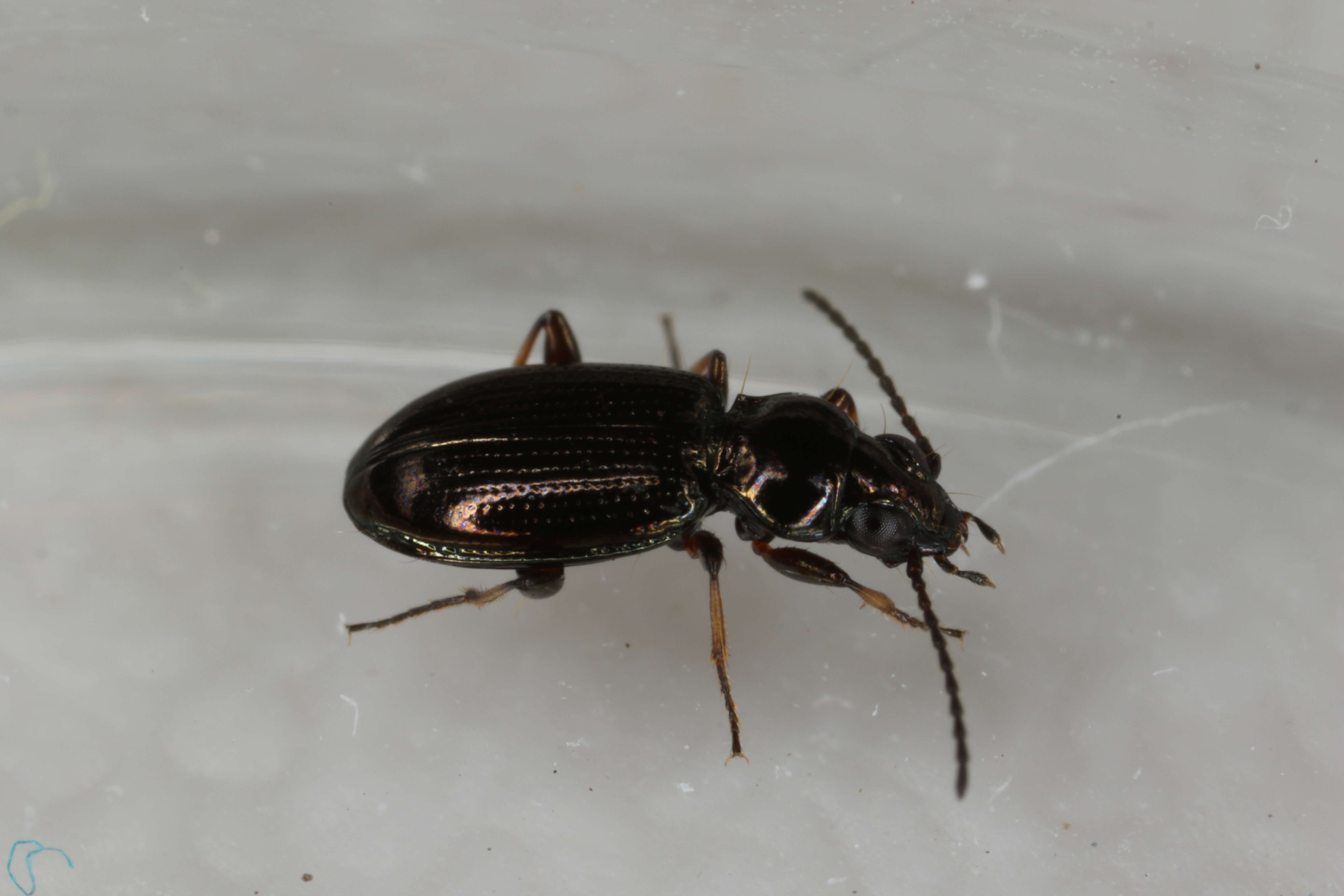 Image of Carabidae