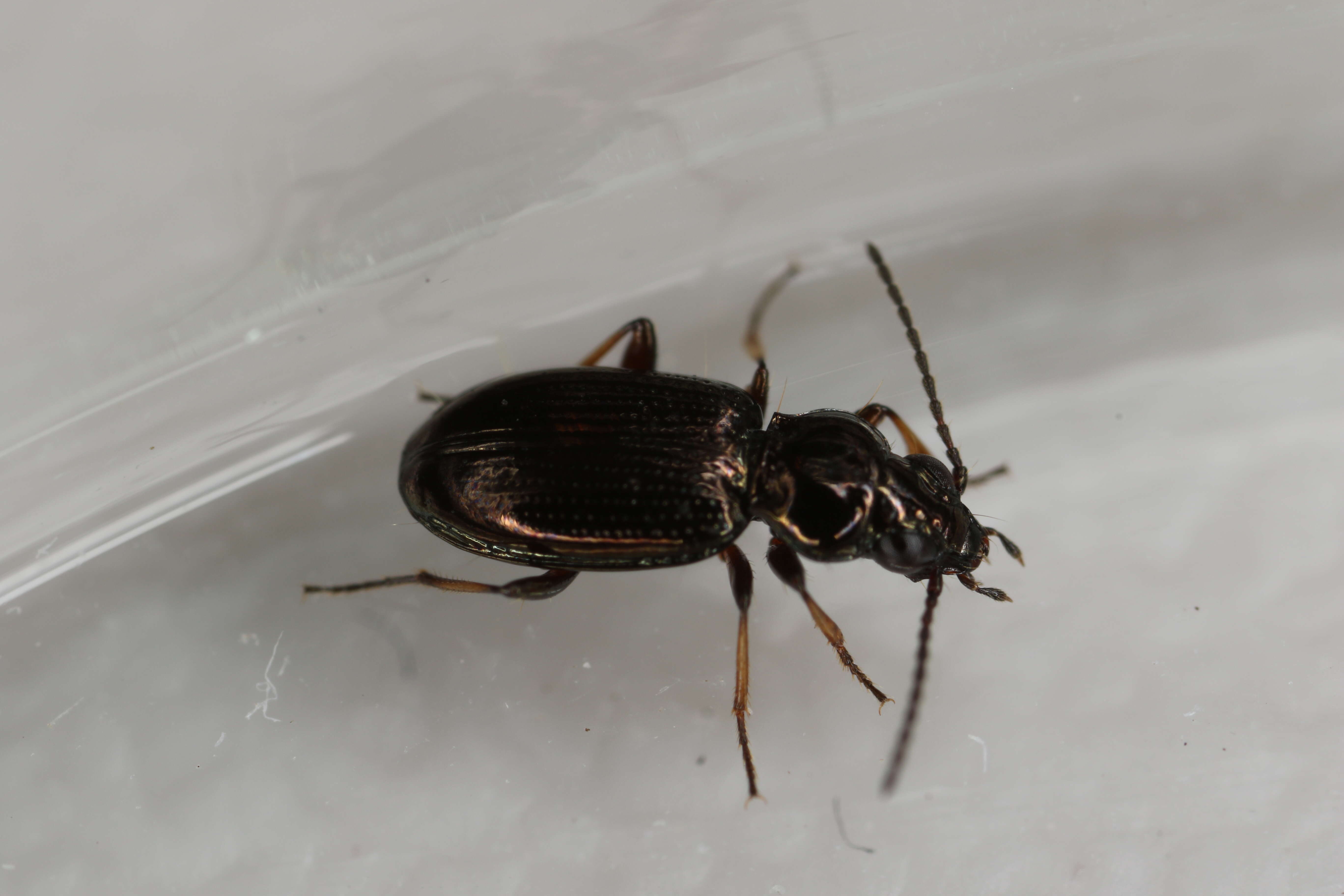 Image of Carabidae