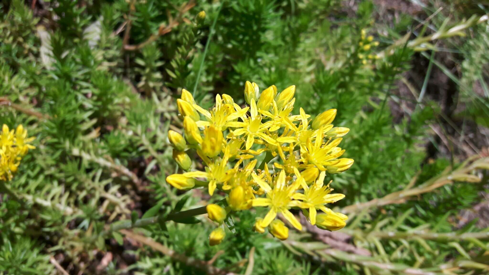 Image of Petrosedum rupestre (L.) P. Heath