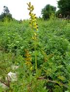 Sivun Corydalis cornuta Royle kuva