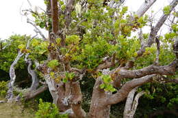 Image of Monimia rotundifolia Thou.