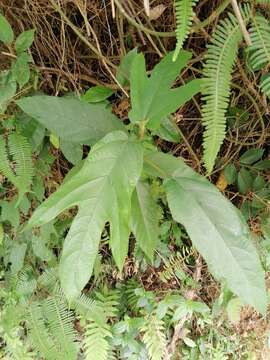 Ficus simplicissima Lour.的圖片